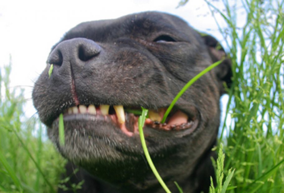 Why do dogs eat grass? | Pet Food Reviews (Australia)