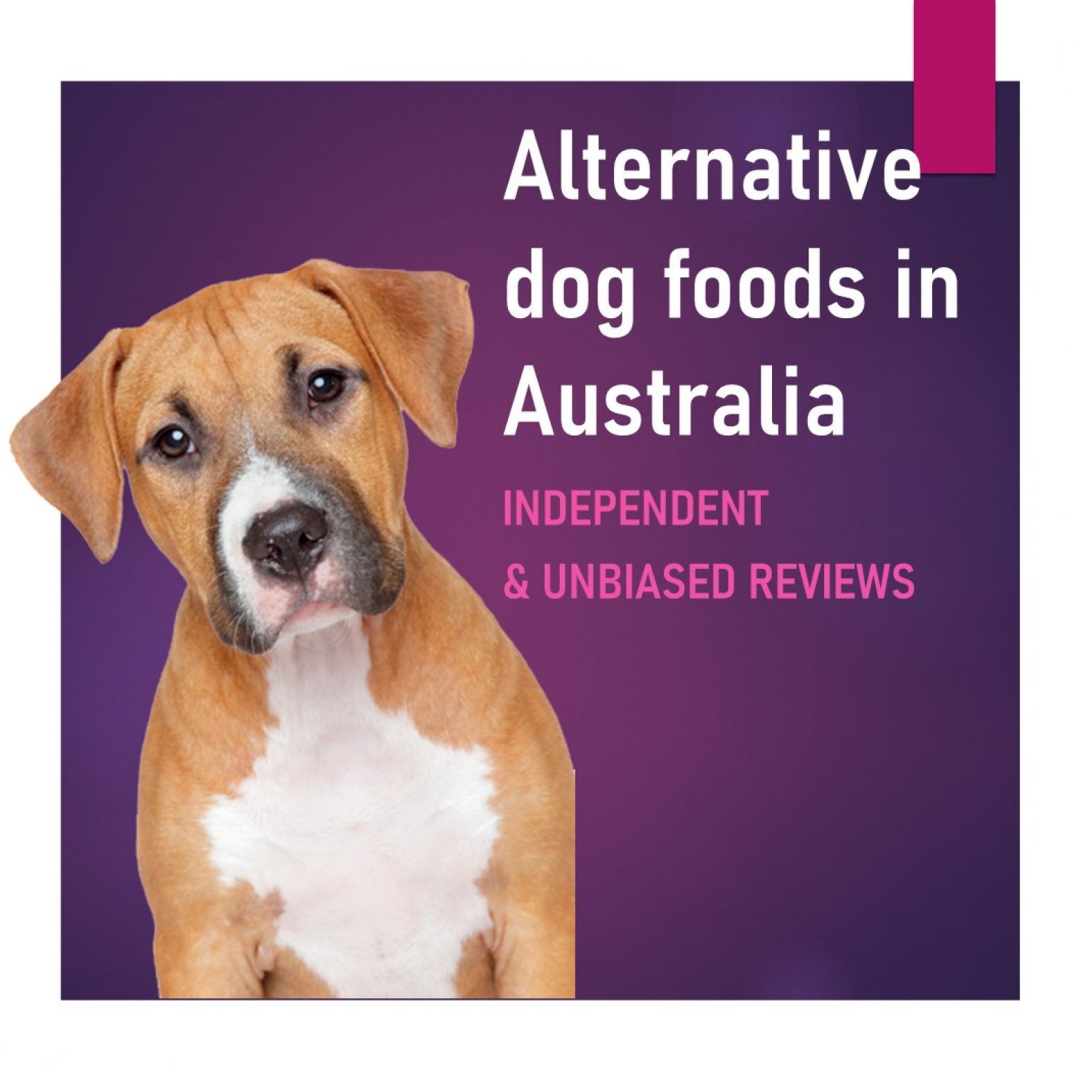 Dog Food Substitute: A Comprehensive Guide for Dog Owners