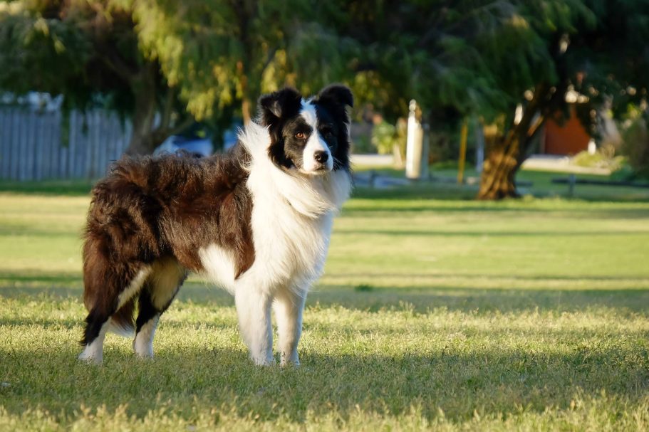 what-s-the-best-dog-food-in-australia