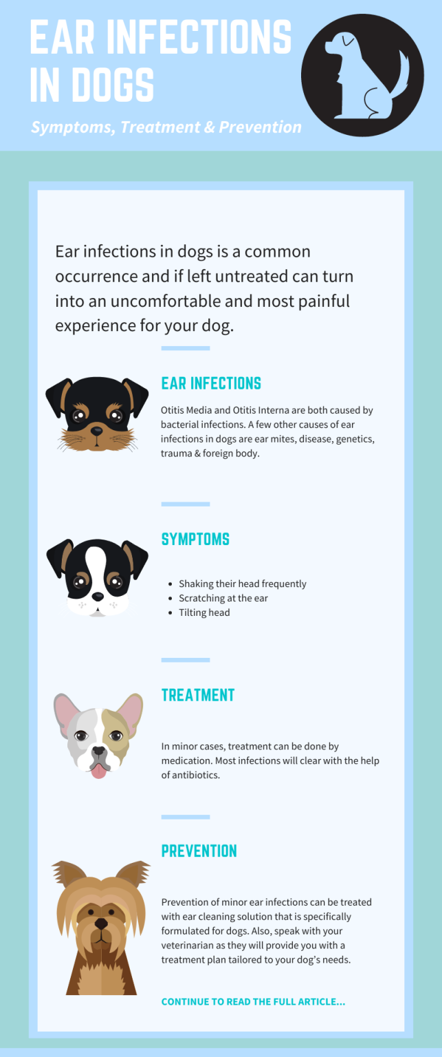 Ear Infections in Dogs - Symptoms, Treatment, & Prevention