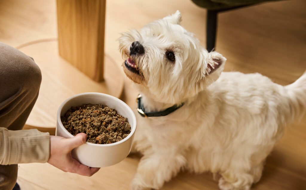 Hypoallergenic Dog Foods: What You Need to Know