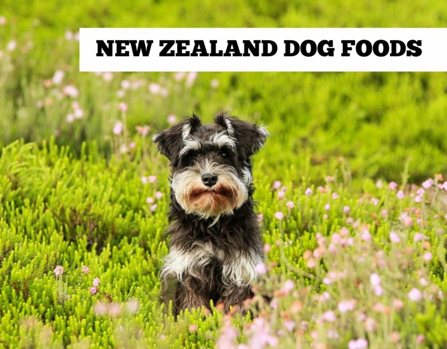 new-zealand-dog-food-in-australia