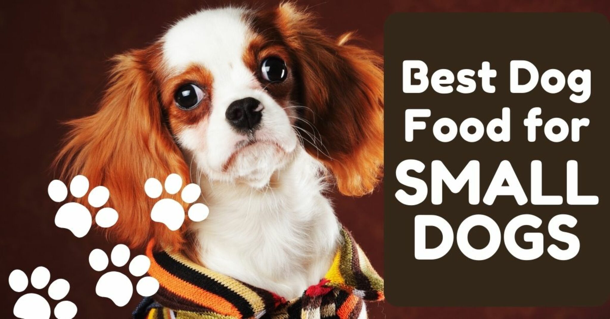 best-dog-food-for-small-dogs