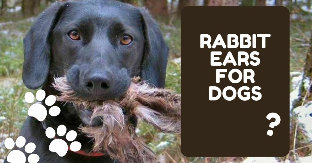 Rabbit Ears For Dogs Cow Pig Ears   Rabbit Ears For Dogs 1024x536 