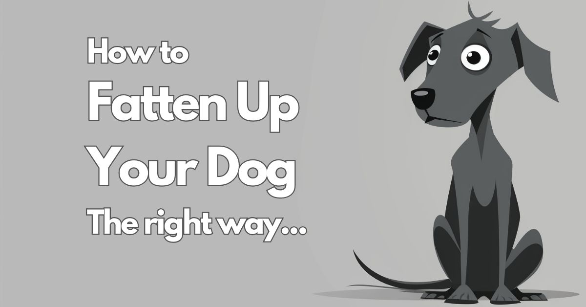 How to fatten up a dog
