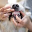 Dental Health in Dogs and Cats