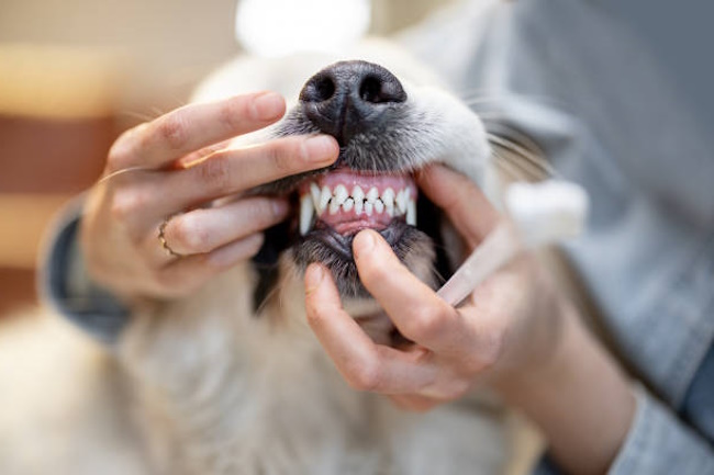 Dental Health in Dogs and Cats